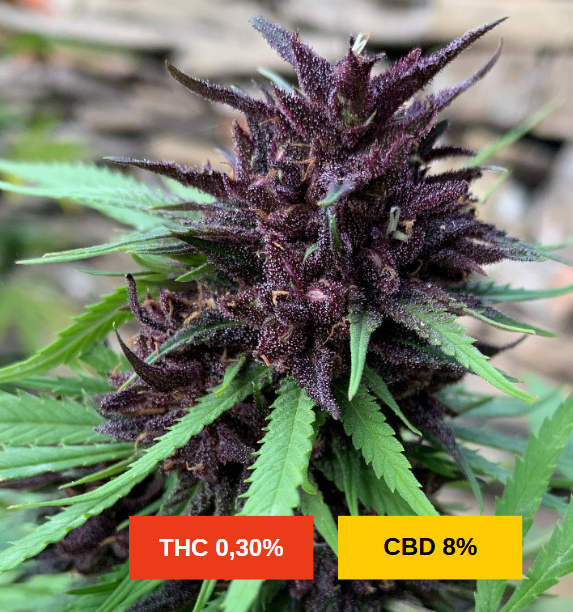 YUZU VELVET S2 - sativa creations