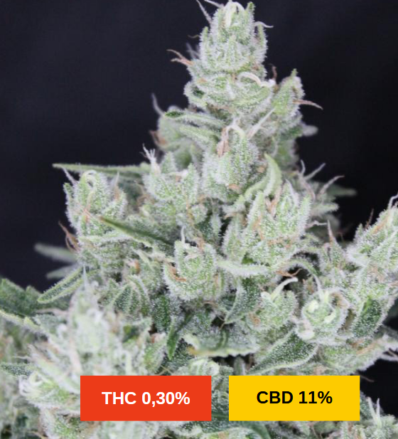 MANDARIN KUSH - sativa creations