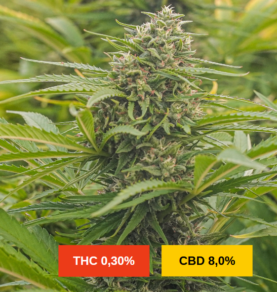 ORANGE BUDDHA - EU certified - sativa creations