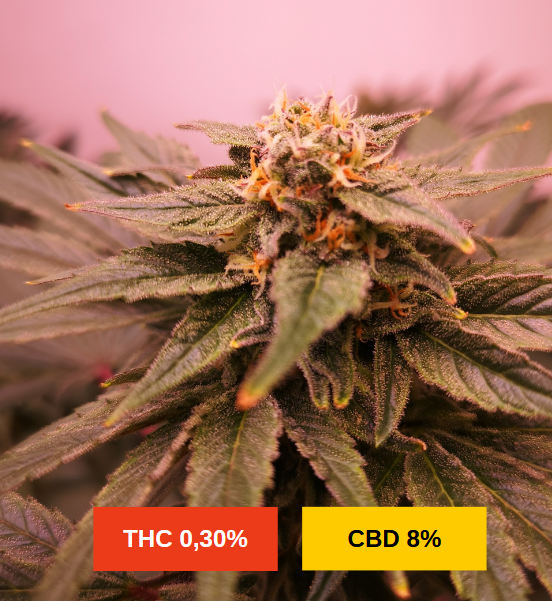 PEACH BUDDHA - sativa creations