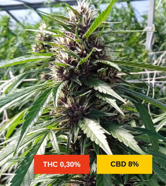 PINK LIME AUTO - sativa creations