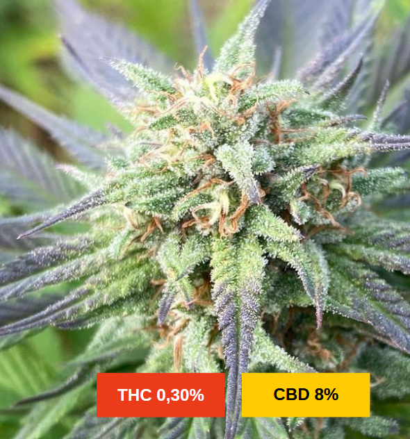 BERRY BUDDHA - sativa creations
