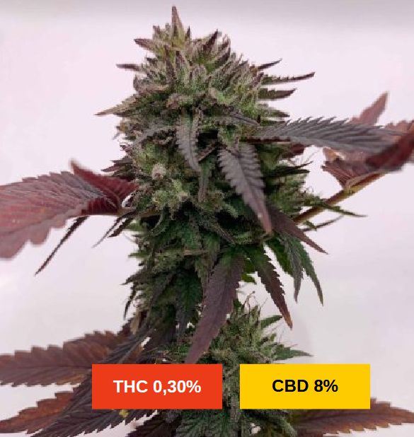 BUBBA KUSH S1 - sativa creations