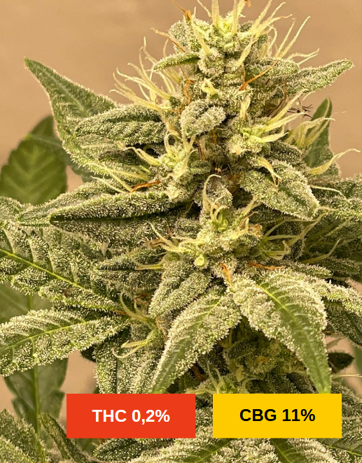 FROZEN BUDDHA 2.0 - sativa creations