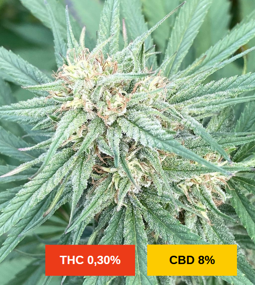 LEMON BUDDHA - sativa creations