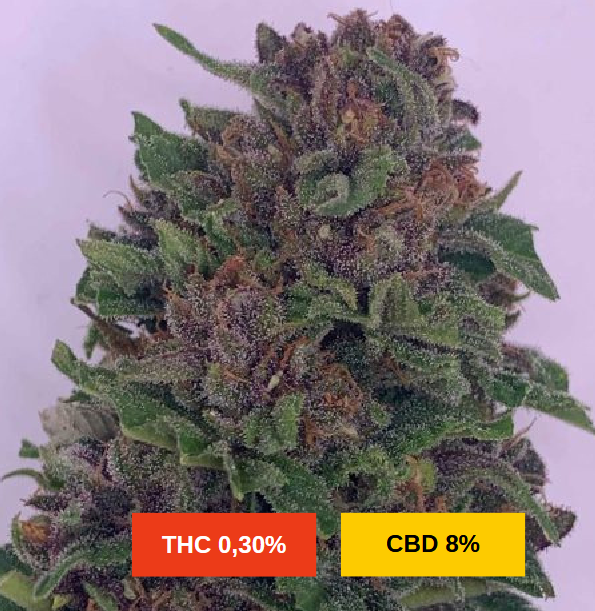PURPLE LEMONADE - sativa creations